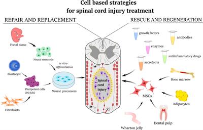 Mesenchymal Stem Cells in Treatment of Spinal Cord Injury and Amyotrophic Lateral Sclerosis